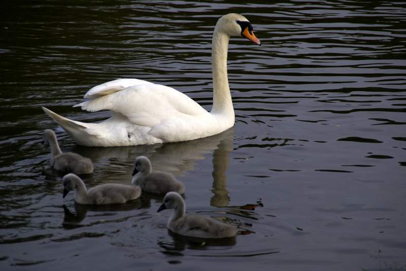 Schwaene auf der Sauer Bild Nr.061